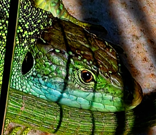 Lézard vert